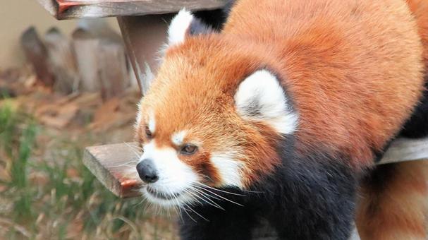 夏休みの動物園　レッサーパンダも暑い レッサーパンダ,小熊貓,動物園の写真素材