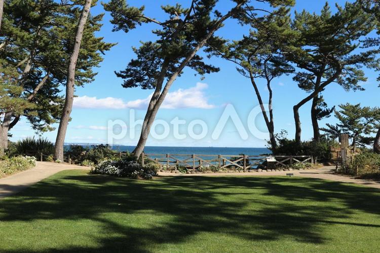 防風林と水平線 海岸,防風林,海の写真素材