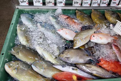 お魚 市場 お魚 市場 海,お魚,南国の写真素材