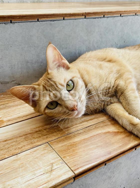 何見てるのよ 猫,動物,かわいいの写真素材