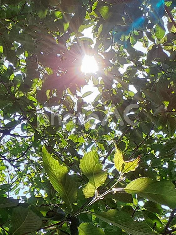 木漏れ日-縦 光,木漏れ日,晴れの写真素材