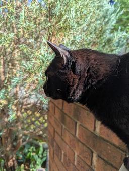 くろねこの横顔 2 くろねこの横顔 2 黒猫,横顔,可愛いの写真素材