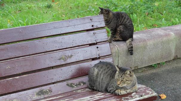 もふもふな猫様達のそれぞれの昼下がり もふもふな猫様達のそれぞれの昼下がり 猫,キジトラ,香箱座りの写真素材