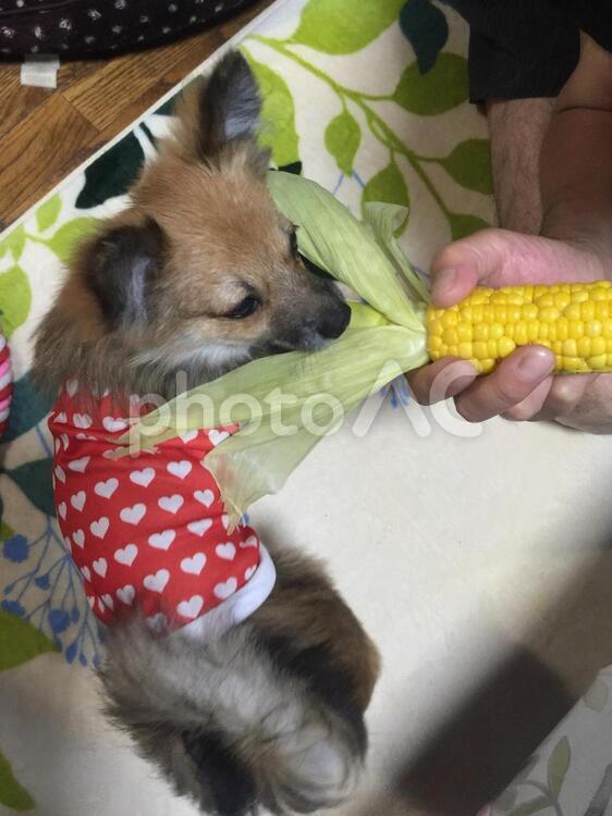 とうもろこしと犬 つまみ食い,とうもろこし,フードの写真素材