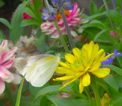 花と蝶 花と蝶 自然,花,蝶の写真素材