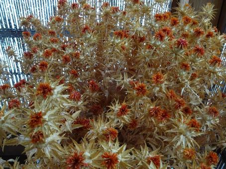 乾燥した紅花 紅花,乾燥,山形の写真素材