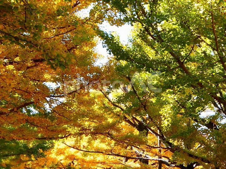 紅葉したイチョウ イチョウ,紅葉,青空の写真素材