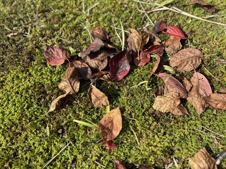 落葉　の写真
