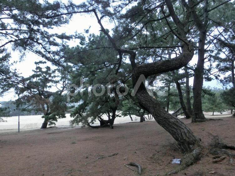 変形した松の木 木,森林の写真素材