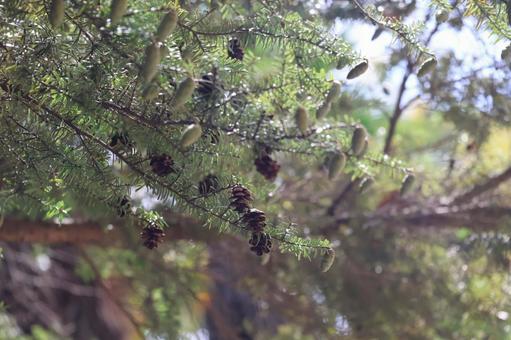 茶色の実と緑の葉と雄花のツガの木の枝 茶色,実,緑の写真素材