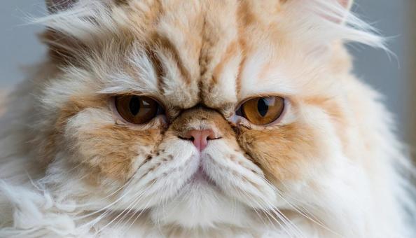 ブサカワ顔の猫 エキゾチックショートヘア ブサカワ顔の猫 エキゾチックショートヘアの写真