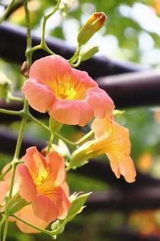 夏の花 ノウゼンカズラ 夏の花 ノウゼンカズラの写真