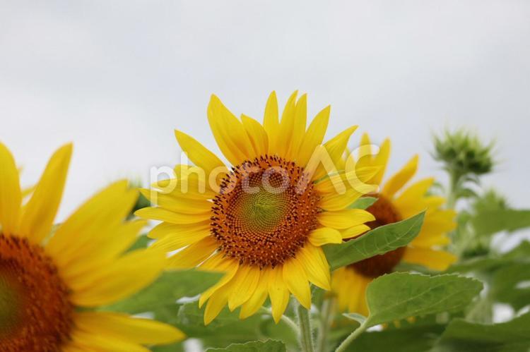 2022年　ひまわりの花 ひまわり,ひまわり畑,夏の写真素材