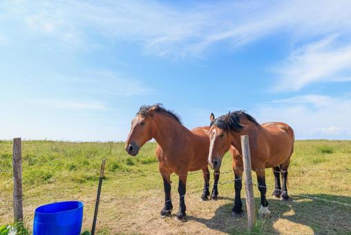 霧多布の馬 霧多布の馬 霧多布の馬,馬,二頭の写真素材
