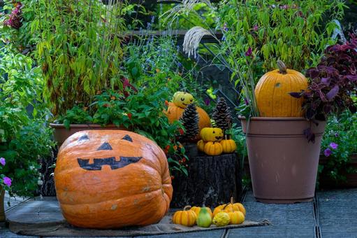 カボチャのお化け ハロウィン,カボチャ,植物園の写真素材