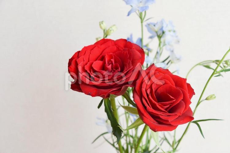 デルフィニウムと赤い薔薇 ばら,薔薇,赤い薔薇の写真素材