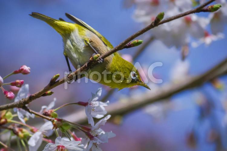 花が咲いた桜の木にとまる野鳥、メジロ メジロ,桜,さくらの写真素材