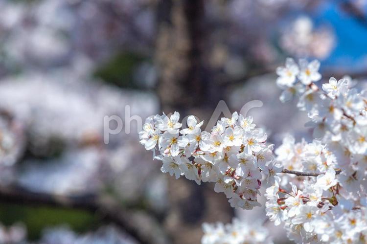 春の日差しを浴びる桜 快晴,お花見,春イメージの写真素材