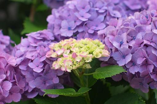 梅雨の季節に咲き始めた紫の紫陽花 梅雨の季節に咲き始めた紫の紫陽花の写真