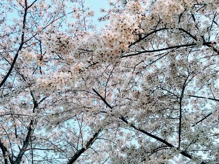 桜67　精神の美　cherryblossoms 桜,サクラ,さくらの写真素材