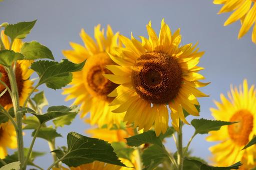 Photo, sunflower, sunset, summer, 