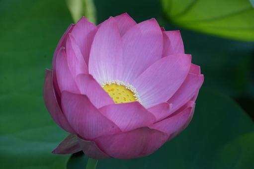 Lotus, JPG