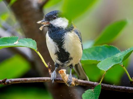 枝にとまるシジュウカラ シジュウカラ,野鳥,鳥の写真素材