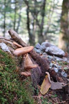 きのこ 秋,きのこ,枯れ木の写真素材