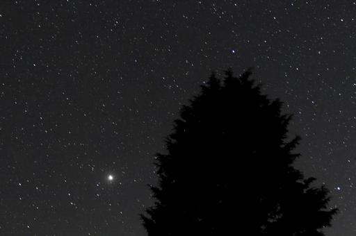 木の横に輝く星・天体 木の横に輝く星・天体の写真