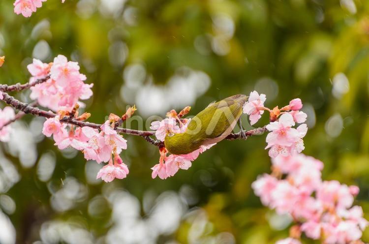 桜の花とメジロの共演 メジロ,鳥,野鳥の写真素材