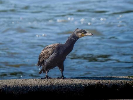 水辺のカワウ 水辺のカワウの写真