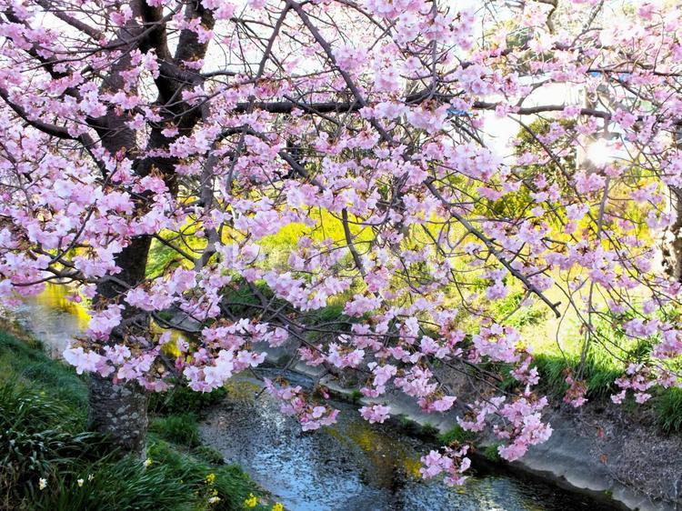 河津桜と菜の花と水仙 河津桜,桜,早咲きの写真素材