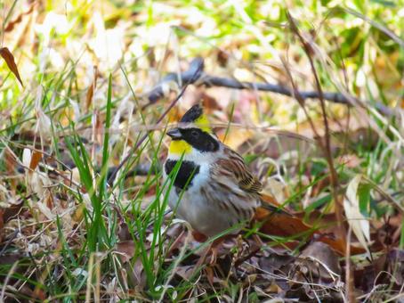 Photo, yellow-throated bunting, yellow-throated bunting (emberiza elegans), wild bird, 