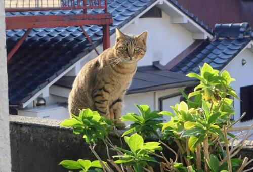 我が家です 猫,動物,風景の写真素材