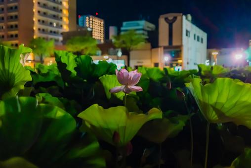 【秋田】夜の千秋公園 蓮の花 2025 【秋田】夜の千秋公園 蓮の花 2025の写真