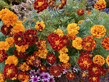 鮮やかに咲くマリーゴールドの花/横 マリーゴールド,花,オレンジの写真素材