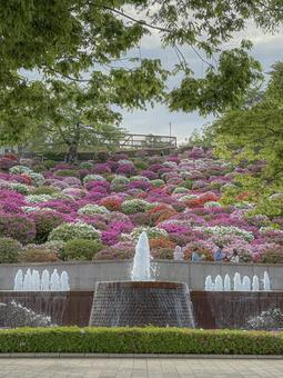 ツツジ 西山公園,ツツジ,春の写真素材