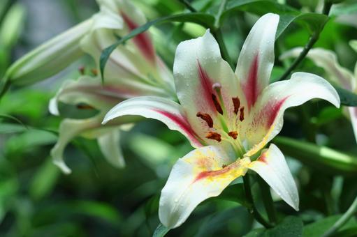 A flower that symbolizes chastity, JPG A flower that symbolizes chastity, lírios, lírio, flor, JPG