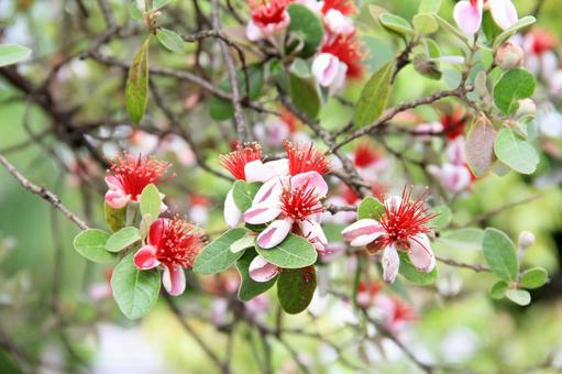 フェイジョア　咲く風景の写真