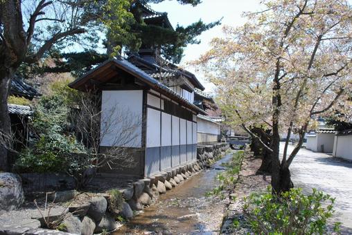 信州須坂の小京都普願寺参道の春 信州須坂の小京都普願寺参道の春 信州,須坂,町歩きの写真素材