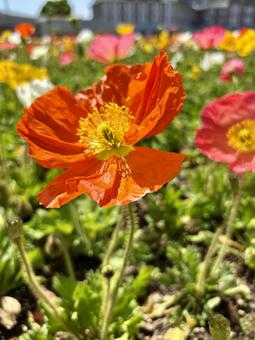 Poppy Flower, JPG Poppy Flower, JPG