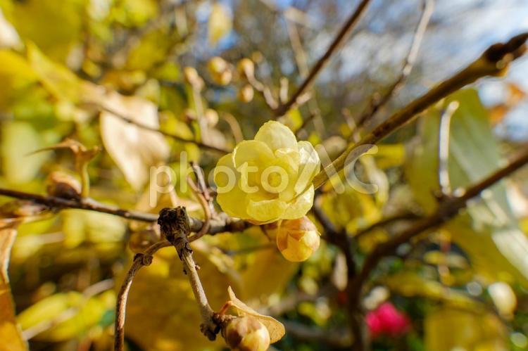 冬の日差しに輝く蝋梅 蝋梅,冬,花の写真素材