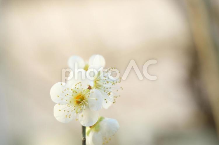 春、真っ只中の花壇で見つけたスイセン スイセン,早春,春の写真素材