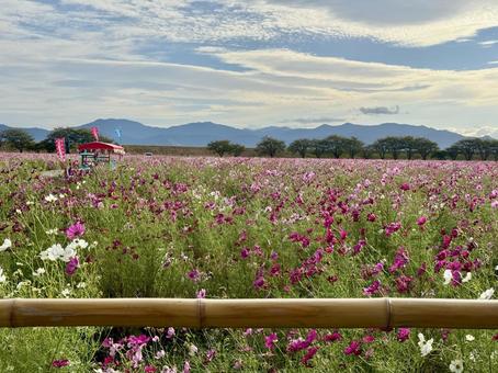 福井県　曇り空と宮ノ下コスモス公苑 福井県,宮ノ下コスモス公苑,曇りの写真素材