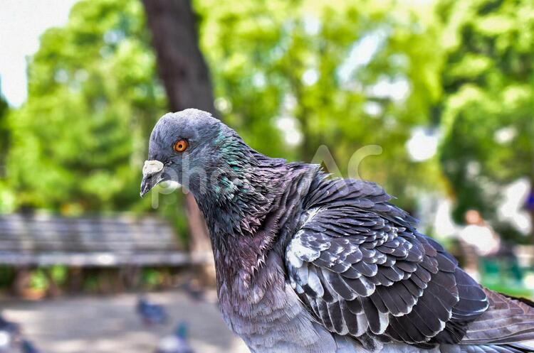 奈良猿沢池のハト ハト,鳥,奈良の写真素材