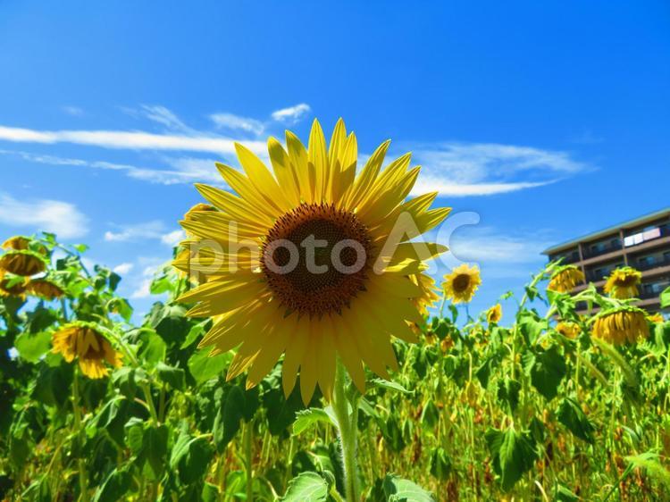 ８月上旬のひまわり畑 ひまわり,畑,花の写真素材