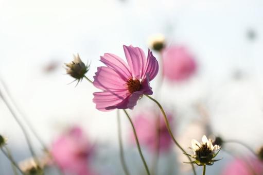 コスモス コスモス,秋桜,秋の写真素材