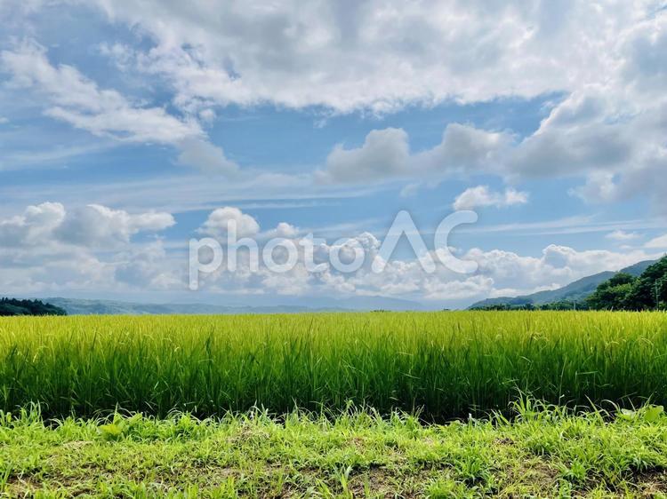 田んぼの稲 麦秋,稲,田んぼの写真素材