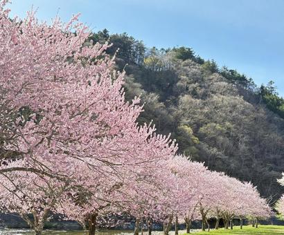 桜と山が織りなす春の絶景(日本の風景) 桜と山が織りなす春の絶景(日本の風景)の写真