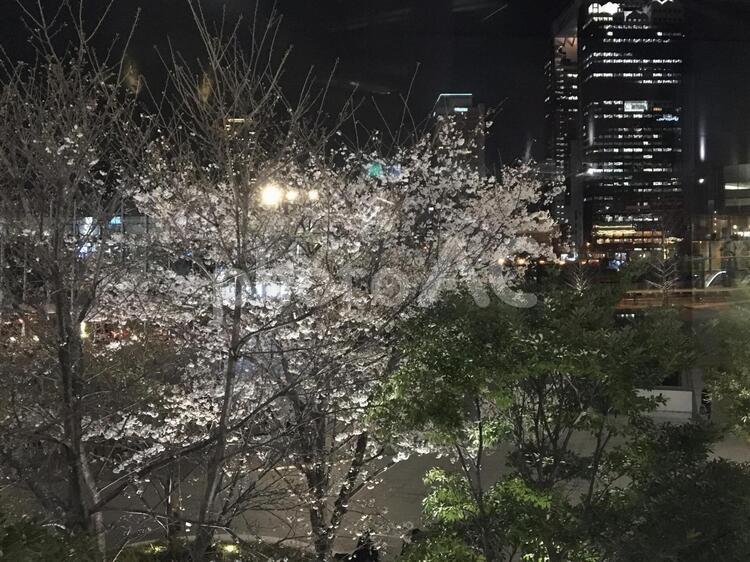 都会の桜 木,冬,何人もありませんの写真素材